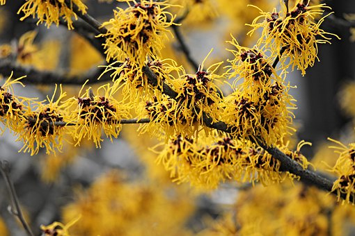 Hamamelis - Die Zaubernuss in der Kosmetik